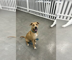 Labrador Retriever-Unknown Mix Dogs for adoption in Rockaway, NJ, USA
