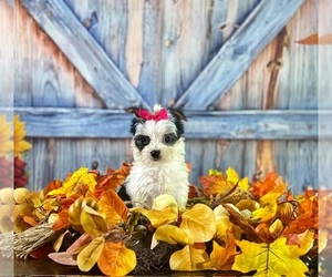 Yorkshire Terrier Puppy for sale in RIPLEY, MS, USA