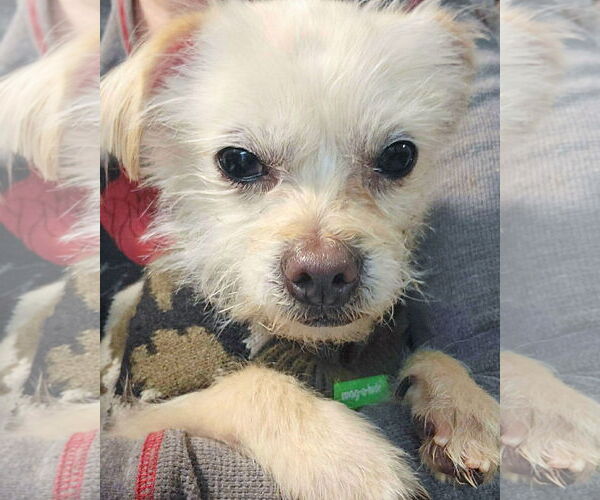 Medium Photo #2 Mutt Puppy For Sale in Corona, CA, USA