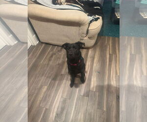 Mutt Dogs for adoption in Sheboygan, WI, USA