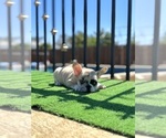 Small #4 French Bulldog