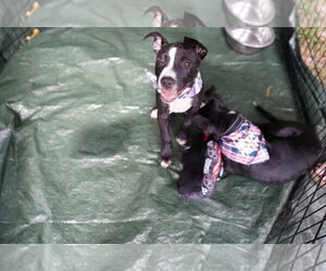 Frankie - Female American Pit Bull Terrier-Unknown Mix Dog for Adoption - Photo #3