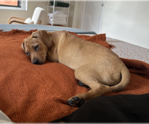 Labrador Retriever-Unknown Mix Dogs for adoption in Brooklyn, NY, USA