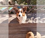 Small Photo #1 Pembroke Welsh Corgi Puppy For Sale in LOOP, TX, USA