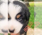 Puppy Thelma Australian Shepherd