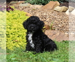 Image preview for Ad Listing. Nickname: Bella