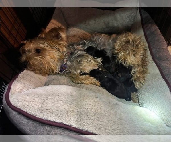 Medium Photo #1 Yorkshire Terrier Puppy For Sale in BEATTYVILLE, KY, USA
