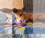 Small Photo #1 Greyhound-Labrador Retriever Mix Puppy For Sale in Woodland Hills, CA, USA