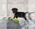 Small Boxador