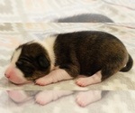 Small Photo #6 Basenji Puppy For Sale in TEXARKANA, TX, USA