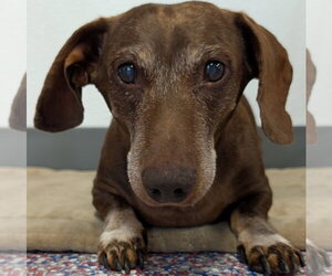 Dachshund Dogs for adoption in Shelbyville, TN, USA