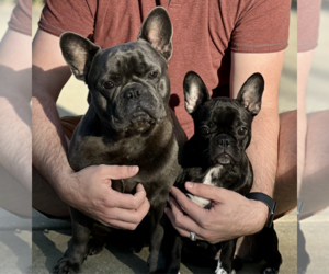 Father of the French Bulldog puppies born on 11/16/2022