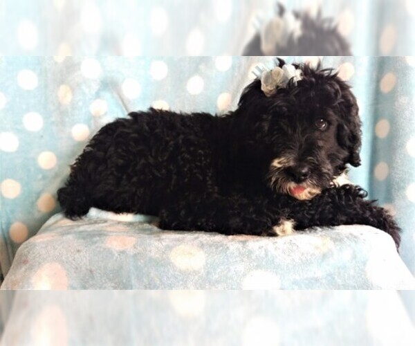 Medium Photo #5 Bernedoodle Puppy For Sale in LANCASTER, PA, USA