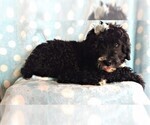 Small Photo #5 Bernedoodle Puppy For Sale in LANCASTER, PA, USA