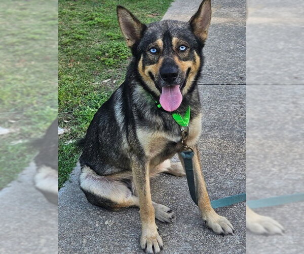 Medium Photo #1 German Shepherd Dog-Unknown Mix Puppy For Sale in The Woodlands, TX, USA