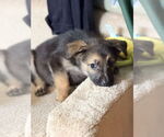 Small #3 Mutt