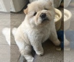 Puppy Puppy 1 Chow Chow