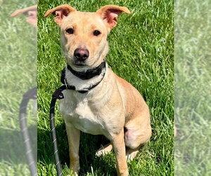 Golden Labrador Dogs for adoption in Jefferson, NJ, USA