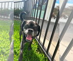 Small #11 Pug Mix