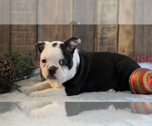 Boston Terrier Puppy for sale in FREDERICKSBG, OH, USA