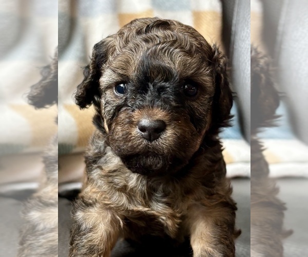 Medium Photo #1 Cavapoo (Miniature) Puppy For Sale in WAUSEON, OH, USA