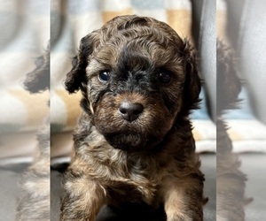 Cavapoo (Miniature) Puppy for sale in WAUSEON, OH, USA