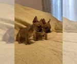 Small Photo #9 French Bulldog Puppy For Sale in JACKSONVILLE, FL, USA