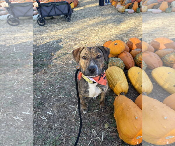 Medium Photo #14 Staffordshire Bull Terrier-Unknown Mix Puppy For Sale in Holly Springs, NC, USA
