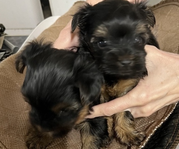 Medium Photo #3 Yorkshire Terrier Puppy For Sale in ARKOMA, OK, USA