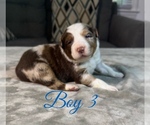 Puppy Boy 3 Australian Shepherd