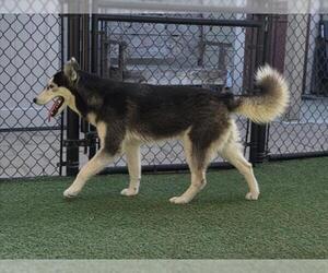 Siberian Husky Dogs for adoption in Norco, CA, USA