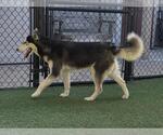 *AVERY - Female Siberian Husky Dog for Adoption - Small photo