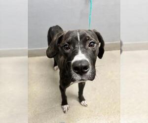 Boxer-Unknown Mix Dogs for adoption in Las Vegas, NV, USA