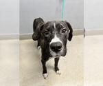 Small Boxer Mix