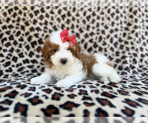 Medium Photo #1 Cavapoo (Miniature) Puppy For Sale in LAKELAND, FL, USA