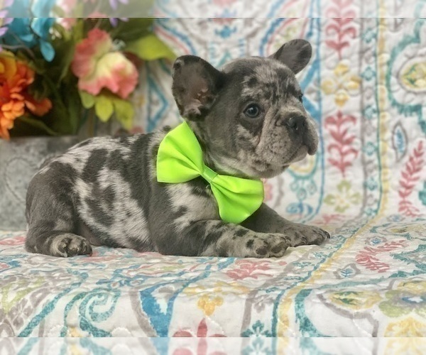 Medium Photo #9 French Bulldog Puppy For Sale in RISING SUN, MD, USA