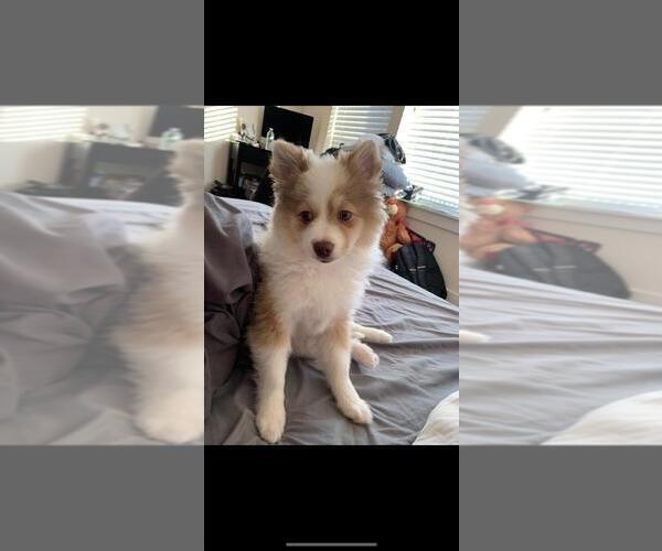 Medium Photo #1 Pomeranian-Pomsky Mix Puppy For Sale in LYNN, MA, USA