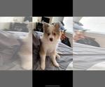 Small Photo #1 Pomeranian-Pomsky Mix Puppy For Sale in LYNN, MA, USA