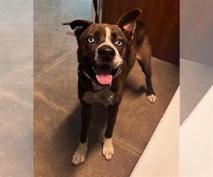American Pit Bull Terrier-Unknown Mix Dogs for adoption in Houston, TX, USA