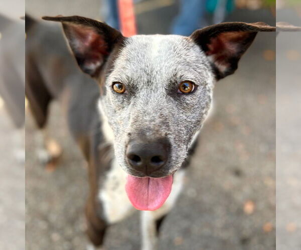 Medium Photo #15 Mutt Puppy For Sale in Canton, CT, USA