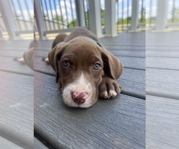 Medium Photo #2 Labrador Retriever-Unknown Mix Puppy For Sale in Derwood, MD, USA