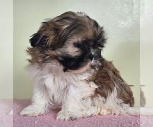 Shih Tzu Puppy for sale in REEDSBURG, WI, USA