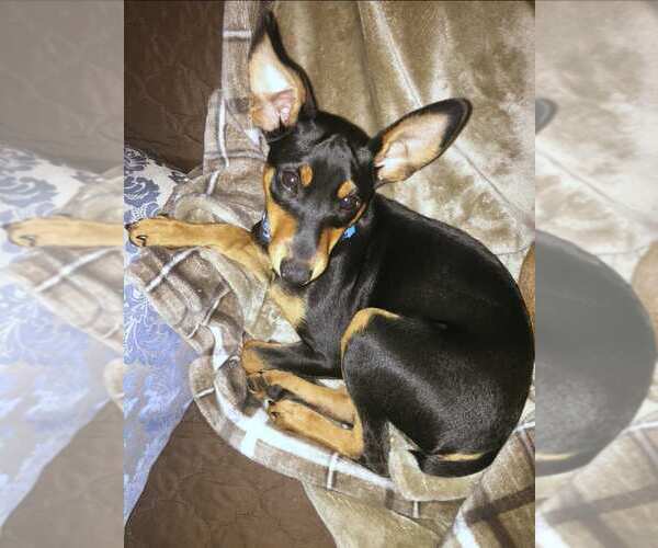 View Ad: Miniature Pinscher Dog for Adoption near Maryland ...