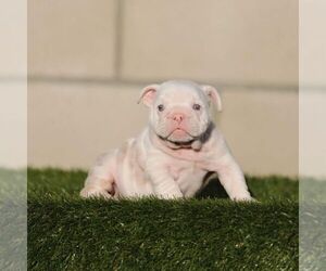 English Bulldog Puppy for sale in AGOURA HILLS, CA, USA