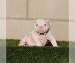 Small English Bulldog