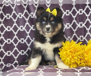 Pomeranian-Pomsky Mix Puppy for sale in LAKELAND, FL, USA