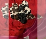 Small Photo #23 German Shorthaired Pointer Puppy For Sale in CORBIN, KY, USA