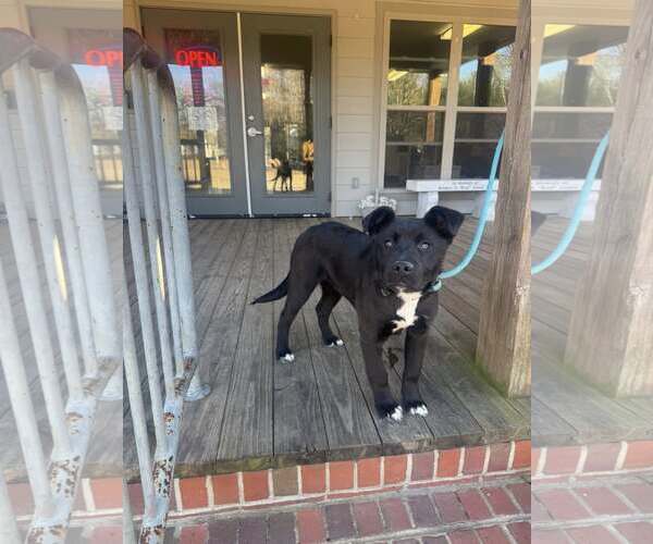 Medium Photo #2 Mutt Puppy For Sale in Minneapolis, MN, USA