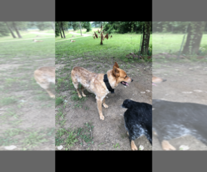 Father of the Aussiedoodle-Australian Cattle Dog Mix puppies born on 01/20/2020