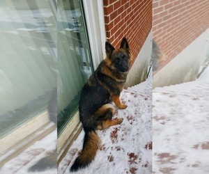 Mother of the German Shepherd Dog puppies born on 02/20/2026